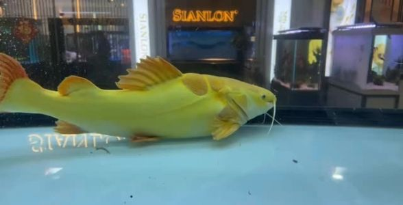 [2025]黃金貓魚：珍稀水族瑰寶，探秘其神秘魅力與養殖之道 [2025]黃金貓魚：珍稀水族瑰寶，探秘其神秘魅力與養殖之道 龍魚論壇