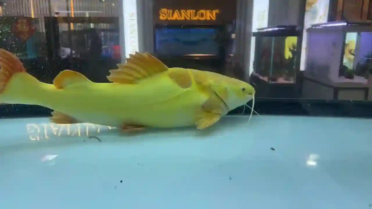黃金貓魚來之馬來西亞祥龍魚場：馬來西亞祥龍魚場培育的黃金貓魚以其獨特的色澤和優雅的形態受到廣泛關注 黃金貓魚來之馬來西亞祥龍魚場：馬來西亞祥龍魚場培育的黃金貓魚以其獨特的色澤和優雅的形態受到廣泛關注 黃金貓魚