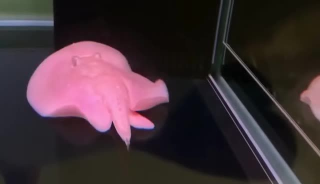 白子黑帝王魟魚小公：白子黑帝王魟魚 白子黑帝王魟魚小公：白子黑帝王魟魚 白子黑帝王魟魚