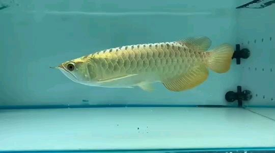 祥龍魚場金龍魚：祥龍魚場金龍魚養殖技術及其市場表現分析了金龍魚的生長環境與管理方法