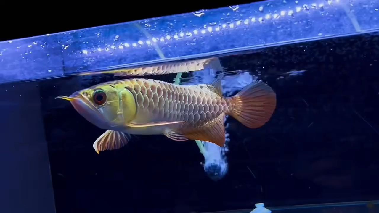 26分滿過滿珠藍底過背金龍魚，滿珠藍底過背金龍魚，26分滿珠藍底過背金龍魚，頂級品質鑒賞，26分滿珠藍底過背金龍魚，頂級品質鑒賞