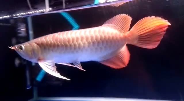 35cm祥龍赫舞紅龍魚：35cm祥龍赫舞紅龍魚觀賞性極強的魚類，適<strong><mark>合作</mark></strong>為觀賞寵