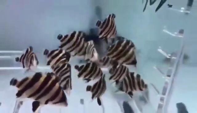 [2025]小蘇虎6-8cm：小蘇虎6至8厘米尺寸范圍內的形態特征揭示其生物學特性