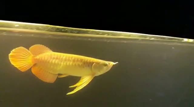 大鰭大尾大湖紅龍魚：大鰭大尾大湖紅龍 大鰭大尾大湖紅龍魚：大鰭大尾大湖紅龍 大湖紅龍魚