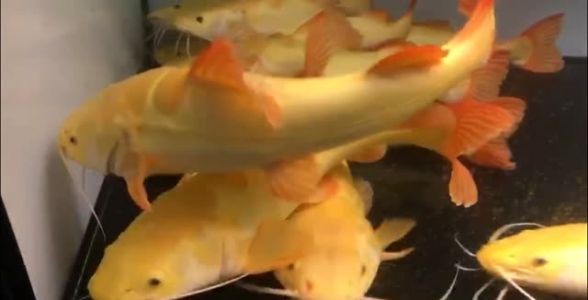 [2025]黃金貓魚苗8~10cm：黃金貓魚苗8~10cm是養殖黃金貓魚的初始階段 [2025]黃金貓魚苗8~10cm：黃金貓魚苗8~10cm是養殖黃金貓魚的初始階段 龍魚論壇