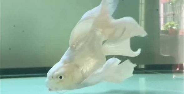 精品短身蝴蝶鯉魚:水族箱中的獨(dú)特風(fēng)景