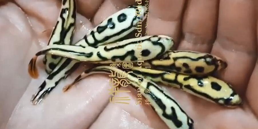 夢幻雷龍小苗10cm，夢幻雷龍小苗10cm生長情況，夢幻雷龍小苗10cm生長觀察記錄