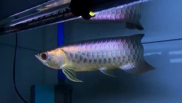 紫金藍(lán)珀藍(lán)底過(guò)背金龍魚(yú)，紫金藍(lán)珀藍(lán)底過(guò)背金龍魚(yú)，美觀還富有寓意，象征著財(cái)富和好運(yùn)，紫金藍(lán)珀金龍魚(yú)，象征財(cái)富與好運(yùn)的風(fēng)水寶器