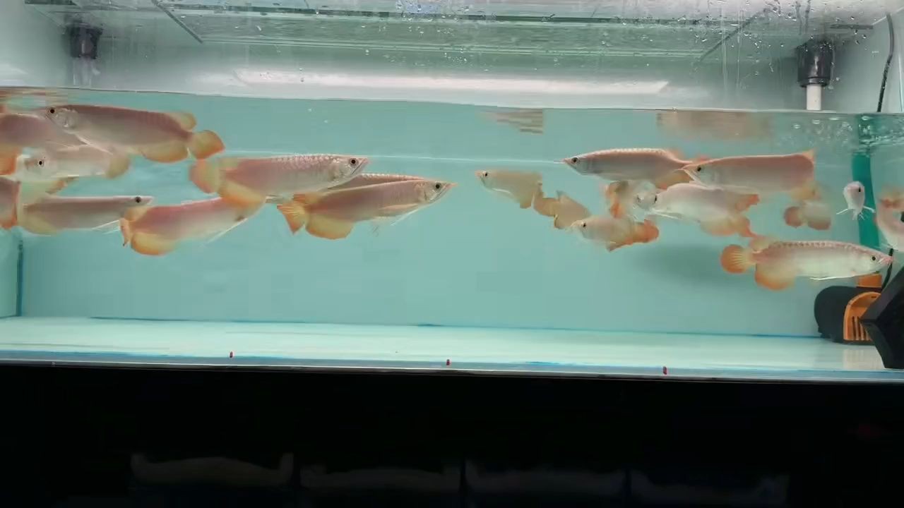 印尼小紅龍批發價優品質保證：印尼小紅龍以其獨特的品質和價格優勢成為了市場上備受歡迎的產品 印尼小紅龍批發價優品質保證：印尼小紅龍以其獨特的品質和價格優勢成為了市場上備受歡迎的產品 印尼小紅龍