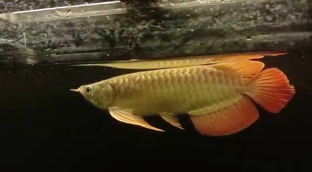 火焰尾祥龍赫舞大湖紅龍魚：火焰尾祥龍赫舞大湖 火焰尾祥龍赫舞大湖紅龍魚：火焰尾祥龍赫舞大湖 祥禾Super red