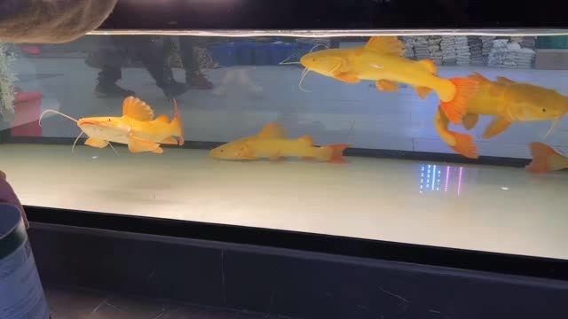 50公分大黃金貓魚：50公分大黃金貓魚,以其鮮艷的顏色和優美的形態深受人們喜愛