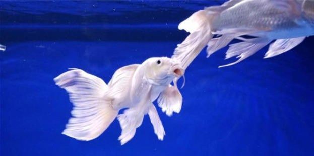 球型蝴蝶鯉：球型蝴蝶鯉的飼養(yǎng) 球型蝴蝶鯉：球型蝴蝶鯉的飼養(yǎng) 蝴蝶鯉