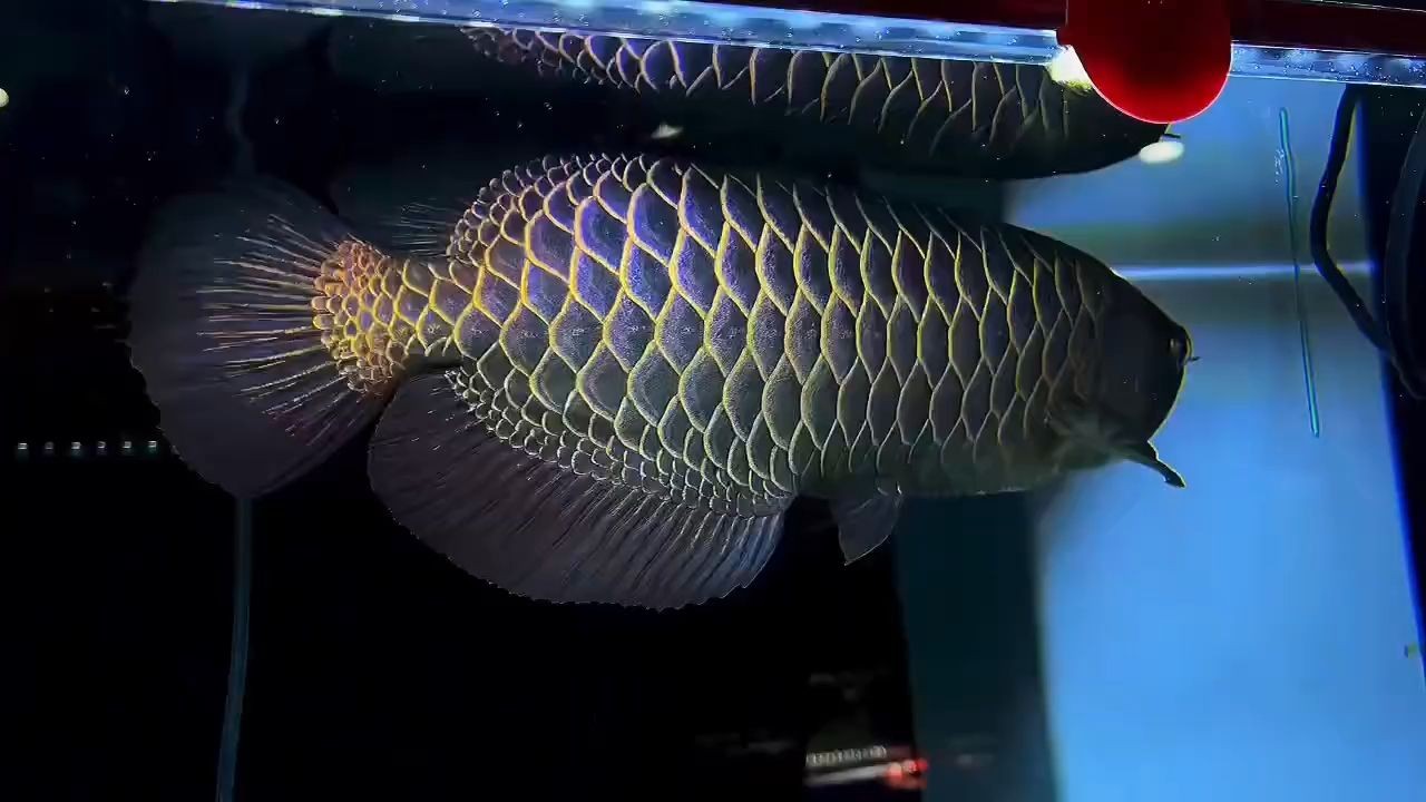 原生40公分古典過背金龍魚：原生40公分古典過背金龍魚的特征 原生40公分古典過背金龍魚：原生40公分古典過背金龍魚的特征 古典過背金龍魚