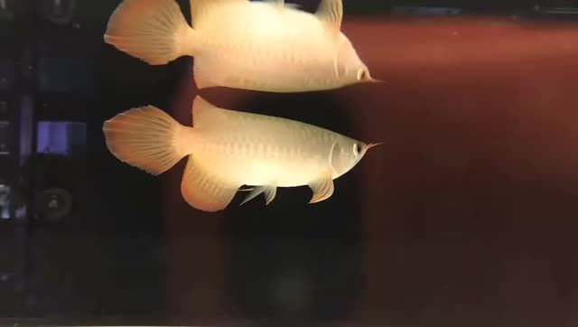 全品印尼小紅龍，馬來西亞祥龍魚場廣州總部，龍魚批發...：全品印尼小紅龍在馬來西亞祥龍魚場廣州總部進行龍魚批發活動
