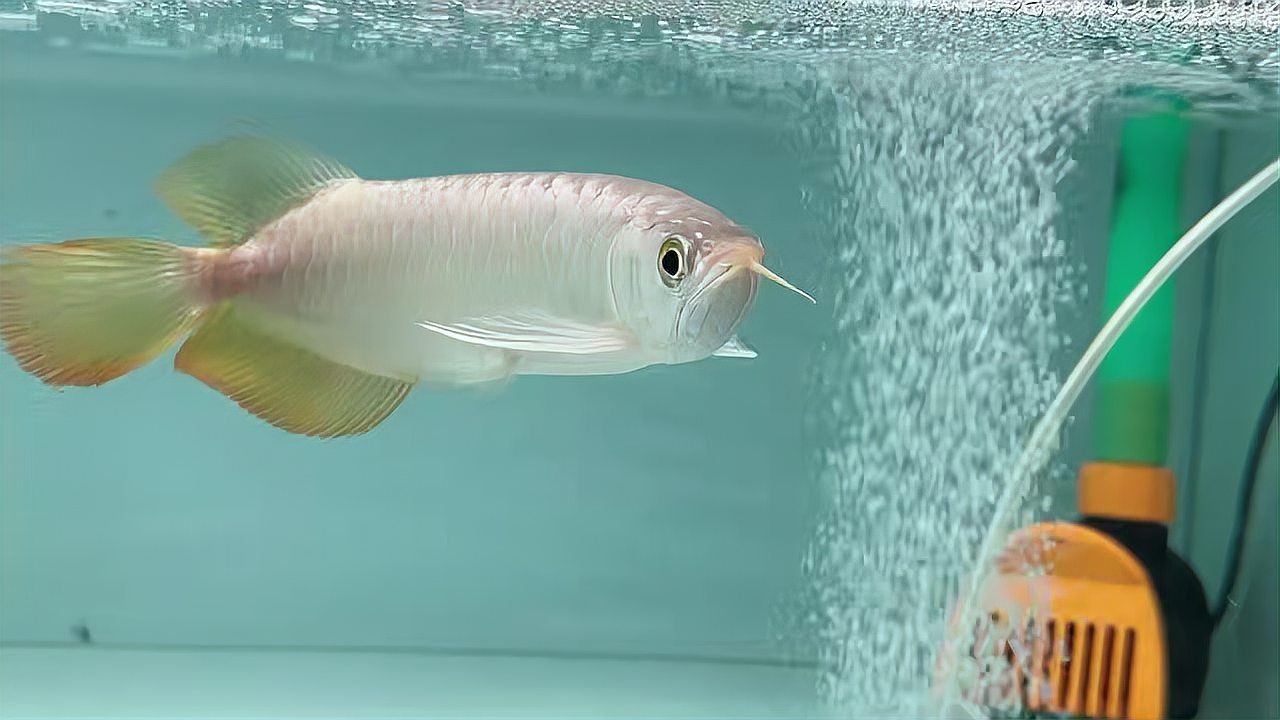 品質最好的紅龍品種：紅龍品種祥龍品牌龍魚品質好壞往往直接影響到養魚愛好者的養魚體驗