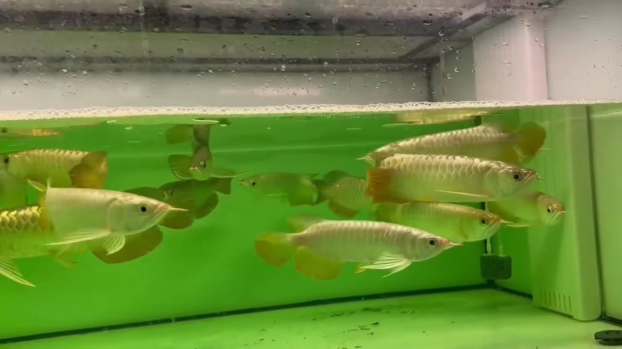 [2025]金龍魚批發一缸20條打包拿貨的來：批發一缸20條打包拿貨的來，2025.07.19金龍魚特惠一缸20條起批，打包拿貨速搶！