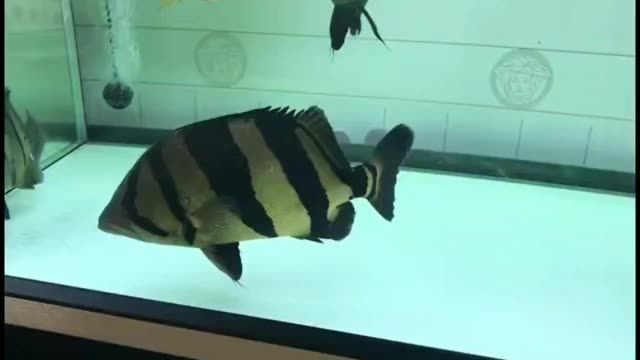 30公分全品泰國虎魚打包批發價優：30公分全品泰國虎魚打包批發價優勢