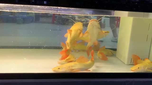 黃金貓魚繁殖場（祥龍魚場）：黃金貓魚繁殖場(祥龍魚場) 黃金貓魚繁殖場（祥龍魚場）：黃金貓魚繁殖場(祥龍魚場) 黃金貓魚