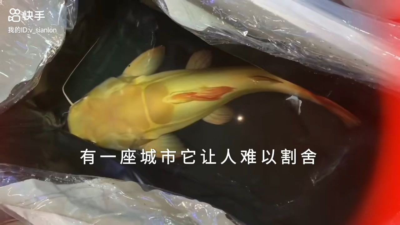 詳細閱讀:巨型黃金貓魚入住別墅,巨型黃金貓魚入住別墅,成為人們關注的熱門話題和話題,巨型黃金貓魚入住別墅引熱議,巨型黃金貓魚入住別墅引熱議 巨型黃金貓魚入住別墅,巨型黃金貓魚入住別墅,成為人們關注的熱門話題和話題,巨型黃金貓魚入住別墅引熱議,巨型黃金貓魚入住別墅引熱議