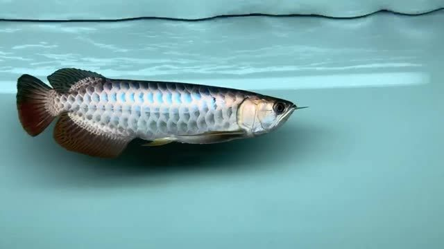 精品藍底過背金龍魚，藍底過背金龍魚，精品藍底過背金龍魚，鑒賞與選購指南 精品藍底過背金龍魚，藍底過背金龍魚，精品藍底過背金龍魚，鑒賞與選購指南 藍底過背金龍魚