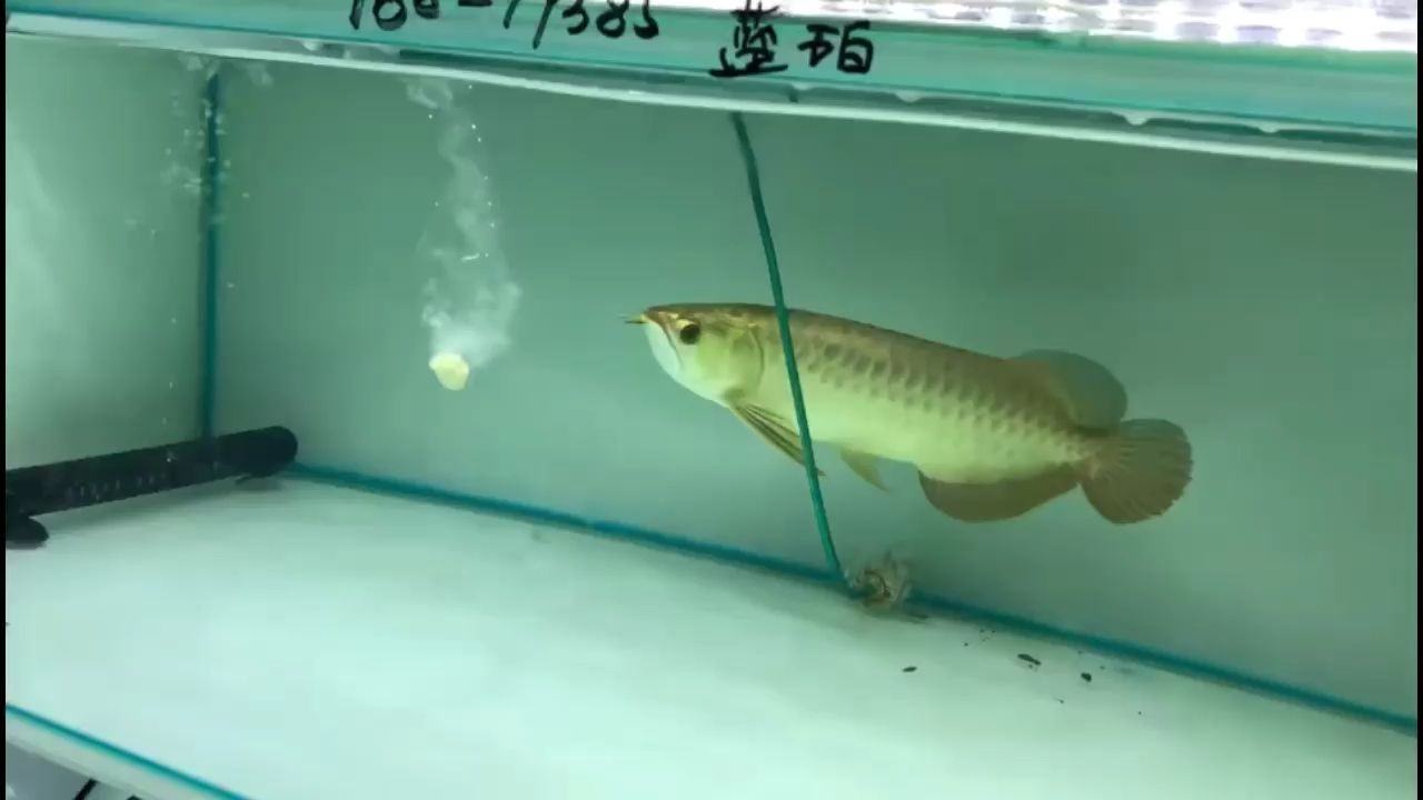 藍(lán)珀系列高端品牌藍(lán)底過(guò)背金龍魚(yú) 藍(lán)珀系列高端品牌藍(lán)底過(guò)背金龍魚(yú) 藍(lán)底過(guò)背金龍魚(yú)