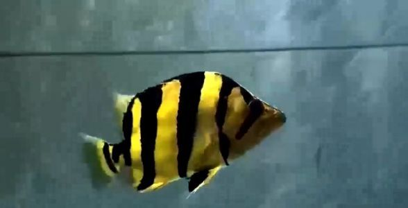 [2025]20公分極品純泰虎：熱帶魚中的奢華之選，2025.07.19｜20公分極品純泰虎，熱帶魚