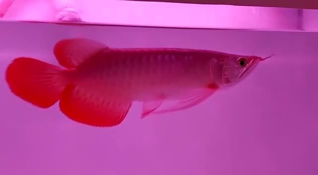 30CM大湖紅龍魚，漂亮到你521無女友：30cm大湖紅龍魚，漂亮到你521