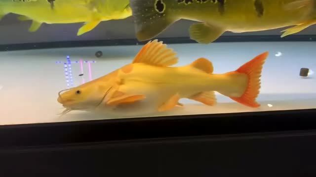 Q版黃金貓魚：q版黃金貓魚 Q版黃金貓魚：q版黃金貓魚 黃金貓魚
