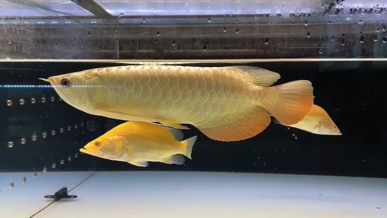 一龍+2虎：“一龍+2虎”戰略 一龍+2虎：“一龍+2虎”戰略 福虎/異型虎魚/純色虎魚