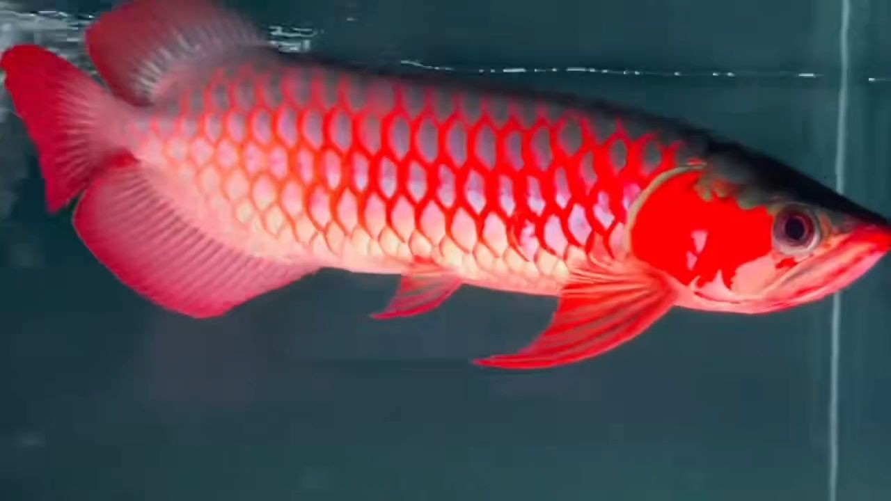 詳細閱讀:超血紅龍魚(胸鰭過腹,飄逸七鰭):超血紅龍魚胸鰭過腹,飄逸七鰭 超血紅龍魚(胸鰭過腹,飄逸七鰭):超血紅龍魚胸鰭過腹,飄逸七鰭