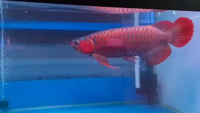 42公分超血紅龍魚，42公分超血紅龍魚是一種體型龐大且顏色鮮艷的魚，42公分超血紅龍魚，體型龐大且顏色鮮艷的珍稀品種，42公分超血紅龍魚，體型龐大顏色鮮艷的珍稀品種