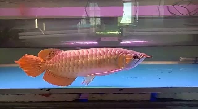 [2025]大湖紅龍魚來看看祥龍赫舞紅龍：大湖紅龍魚與祥龍赫舞