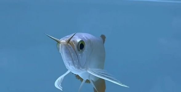 [2025]大湖紅龍魚小苗：珍稀幼苗，水族新寵