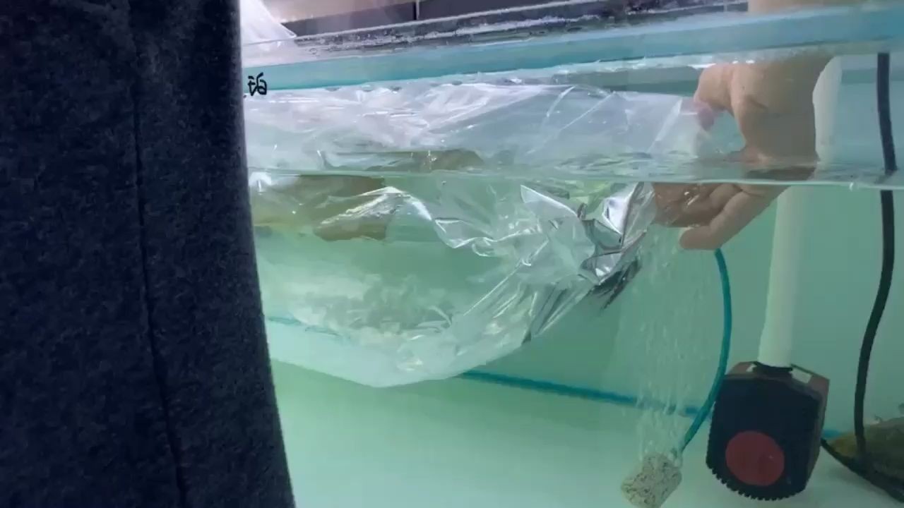 藍珀金龍魚芯片19384，科技與藝術的完美跨界