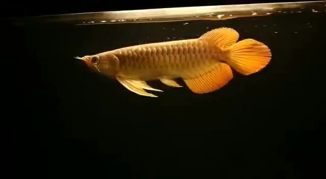 33公分祥龍赫舞紅龍魚,祥龍赫舞紅龍魚,33公分祥龍赫舞紅龍魚,探索水中的神話之舞,33公分祥龍赫舞紅龍魚,探索水中的神話之舞,33公分祥龍赫舞紅龍魚,探索水中的神話之舞 祥禾Super red 33公分祥龍赫舞紅龍魚,祥龍赫舞紅龍魚,33公分祥龍赫舞紅龍魚,探索水中的神話之舞,33公分祥龍赫舞紅龍魚,探索水中的神話之舞,33公分祥龍赫舞紅龍魚,探索水中的神話之舞 33公分祥龍赫舞紅龍魚,祥龍赫舞紅龍魚,33公分祥龍赫舞紅龍魚,探索水中的神話之舞,33公分祥龍赫舞紅龍魚,探索水中的神話之舞,33公分祥龍赫舞紅龍魚,探索水中的神話之舞 祥禾Super red