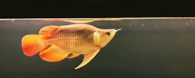 短身大湖紅龍魚：短身大湖紅龍魚以其獨特的外貌和營養價值而受到人們的喜愛