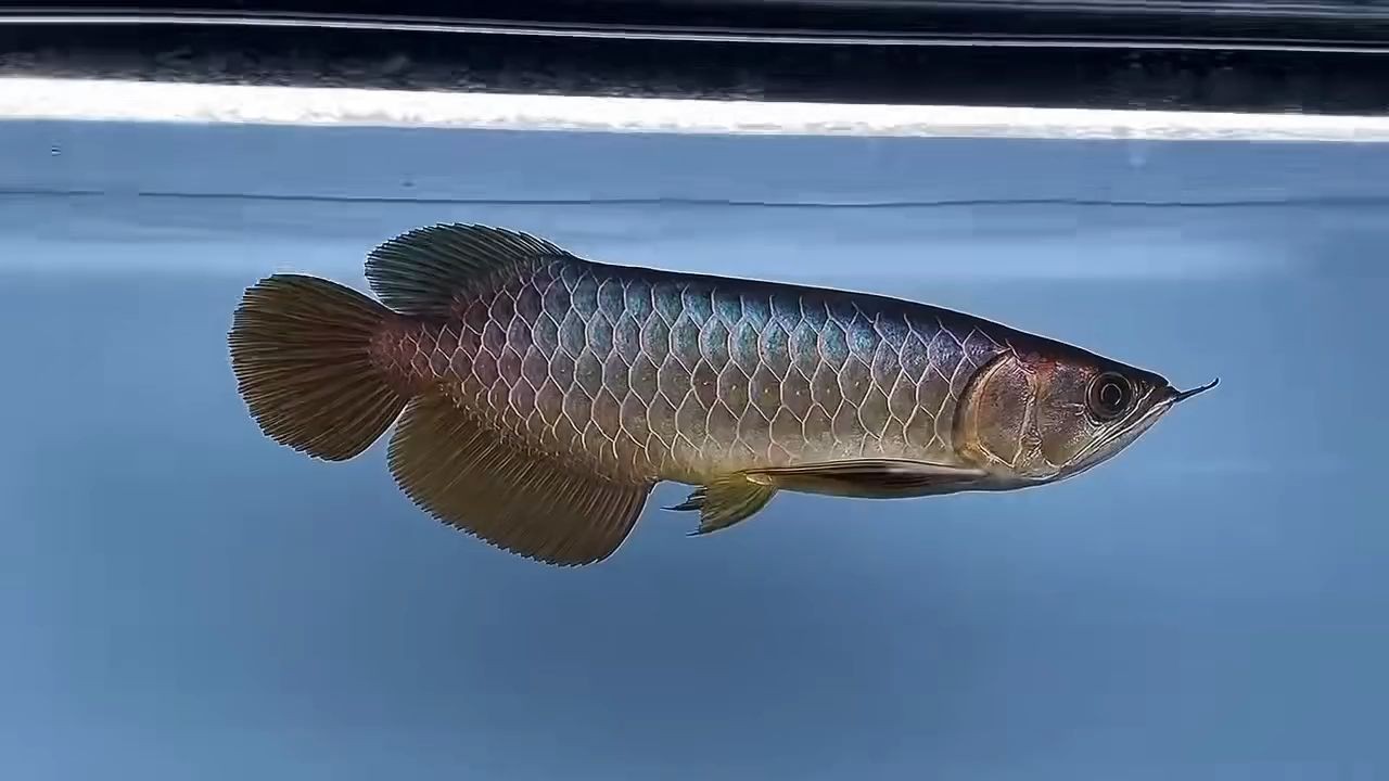 青羽系列古典過背滿背滿珠28公分，青羽系列古典過背滿珠28公分—金魚，青羽系列古典金魚裝飾，28公分滿背珠滿珠設(shè)計