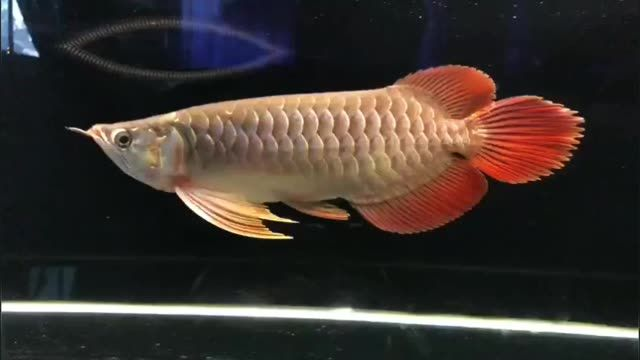 祥龍赫舞紅龍魚2025081403：祥龍赫舞紅龍魚養殖技術