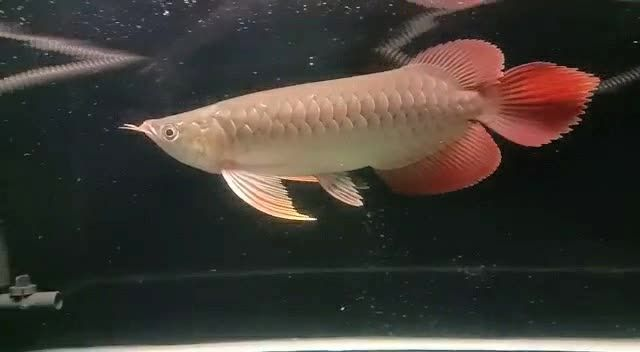 祥龍赫舞紅龍魚2025081405，祥龍赫舞紅龍魚，祥龍赫舞紅龍魚2025年8月14日精彩時刻