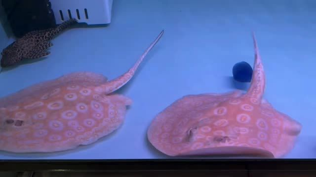 2025年白子黑帝王魟魚：2025年白子黑帝王魟魚養殖