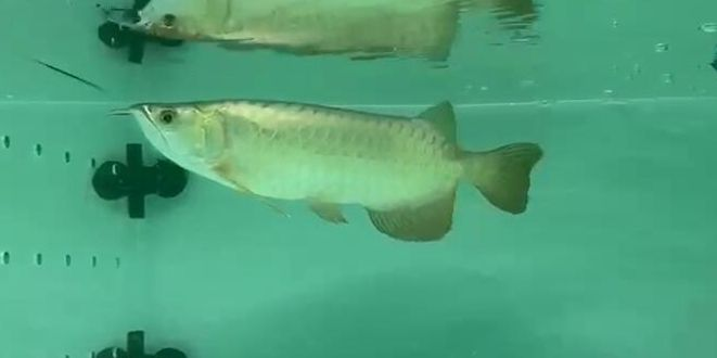 藍(lán)珀藍(lán)底過(guò)背金龍魚(yú)9,祥龍魚(yú)場(chǎng)品牌龍魚(yú),藍(lán)珀藍(lán)底過(guò)背金龍魚(yú)9,藍(lán)珀金龍魚(yú),祥龍魚(yú)場(chǎng)品牌精選9號(hào)過(guò)背金龍魚(yú),祥龍魚(yú)場(chǎng)精選9號(hào)過(guò)背金龍魚(yú),藍(lán)珀藍(lán)底展現(xiàn)高貴祥瑞,祥龍魚(yú)場(chǎng)精選9號(hào)過(guò)背金龍魚(yú),展現(xiàn)高貴祥瑞,祥龍魚(yú)場(chǎng)精選9號(hào)藍(lán)珀藍(lán)底過(guò)背金龍魚(yú),高貴祥瑞之選,祥龍魚(yú)場(chǎng)精選9號(hào)藍(lán)珀藍(lán)底過(guò)背金龍魚(yú),高貴祥瑞之選 藍(lán)底過(guò)背金龍魚(yú) 藍(lán)珀藍(lán)底過(guò)背金龍魚(yú)9,祥龍魚(yú)場(chǎng)品牌龍魚(yú),藍(lán)珀藍(lán)底過(guò)背金龍魚(yú)9,藍(lán)珀金龍魚(yú),祥龍魚(yú)場(chǎng)品牌精選9號(hào)過(guò)背金龍魚(yú),祥龍魚(yú)場(chǎng)精選9號(hào)過(guò)背金龍魚(yú),藍(lán)珀藍(lán)底展現(xiàn)高貴祥瑞,祥龍魚(yú)場(chǎng)精選9號(hào)過(guò)背金龍魚(yú),展現(xiàn)高貴祥瑞,祥龍魚(yú)場(chǎng)精選9號(hào)藍(lán)珀藍(lán)底過(guò)背金龍魚(yú),高貴祥瑞之選,祥龍魚(yú)場(chǎng)精選9號(hào)藍(lán)珀藍(lán)底過(guò)背金龍魚(yú),高貴祥瑞之選 藍(lán)珀藍(lán)底過(guò)背金龍魚(yú)9,祥龍魚(yú)場(chǎng)品牌龍魚(yú),藍(lán)珀藍(lán)底過(guò)背金龍魚(yú)9,藍(lán)珀金龍魚(yú),祥龍魚(yú)場(chǎng)品牌精選9號(hào)過(guò)背金龍魚(yú),祥龍魚(yú)場(chǎng)精選9號(hào)過(guò)背金龍魚(yú),藍(lán)珀藍(lán)底展現(xiàn)高貴祥瑞,祥龍魚(yú)場(chǎng)精選9號(hào)過(guò)背金龍魚(yú),展現(xiàn)高貴祥瑞,祥龍魚(yú)場(chǎng)精選9號(hào)藍(lán)珀藍(lán)底過(guò)背金龍魚(yú),高貴祥瑞之選,祥龍魚(yú)場(chǎng)精選9號(hào)藍(lán)珀藍(lán)底過(guò)背金龍魚(yú),高貴祥瑞之選 藍(lán)底過(guò)背金龍魚(yú)