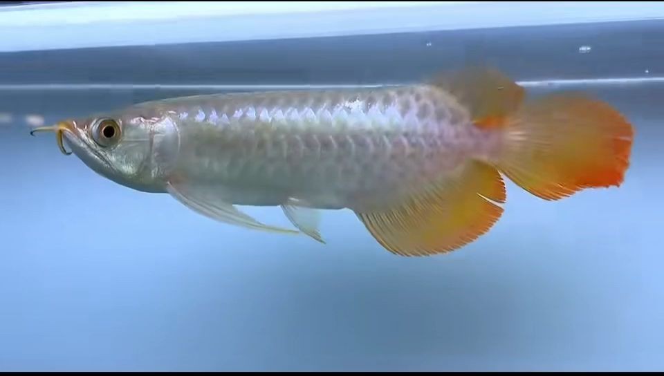 赫舞紅龍魚芯片尾號1379，赫舞紅龍魚芯片，赫舞紅龍魚芯片，性能卓越與設計美學的完美結合 赫舞紅龍魚芯片尾號1379，赫舞紅龍魚芯片，赫舞紅龍魚芯片，性能卓越與設計美學的完美結合 祥禾Super red