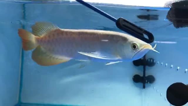 [2025]霸氣的大湖紅龍魚：霸氣的湖紅龍魚