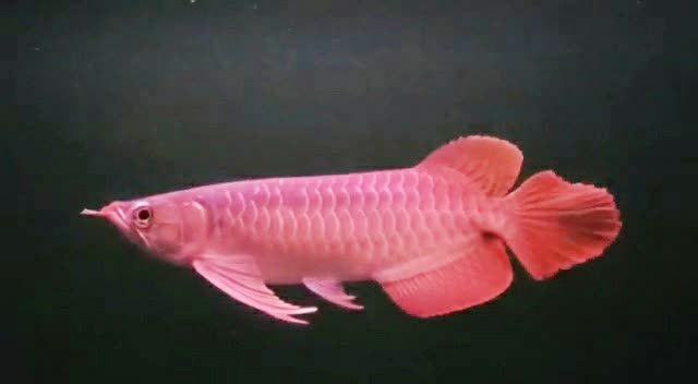 詳細閱讀:大湖紅龍魚標準:大湖紅龍魚標準大湖紅龍魚標準 大湖紅龍魚標準:大湖紅龍魚標準大湖紅龍魚標準