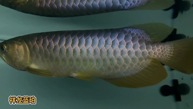 神秘藍(lán)珀·祥龍獻(xiàn)瑞，藍(lán)底過背金龍魚祥龍藍(lán)珀系列視覺盛宴