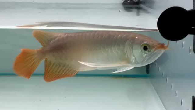 體型好的祥龍赫舞紅龍魚(yú)，“體型好的祥龍赫舞紅龍魚(yú)”，紅龍魚(yú)的優(yōu)雅舞姿，體型之美的展現(xiàn)