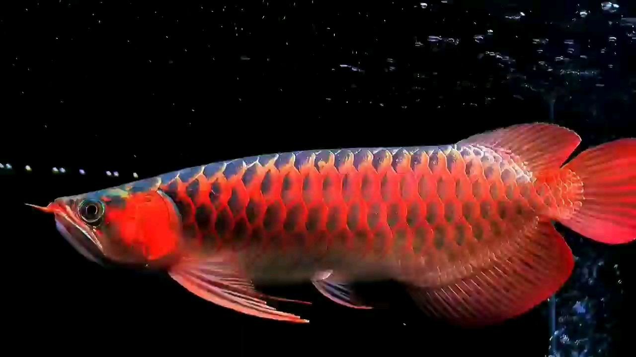 46cm超血紅龍魚2025：2025年“超血紅龍魚”新魚類引起公眾關注 46cm超血紅龍魚2025：2025年“超血紅龍魚”新魚類引起公眾關注 超血紅龍魚