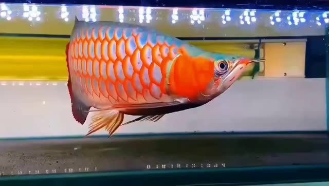 詳細閱讀:超血翹頭極品紅龍魚:超血翹頭極品紅龍魚是一種珍稀的觀賞魚類 超血翹頭極品紅龍魚:超血翹頭極品紅龍魚是一種珍稀的觀賞魚類