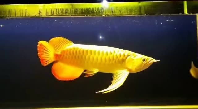 祥龍赫舞品牌紅龍魚：祥龍赫舞品牌紅龍魚養殖技術和市場推廣策略研究結果 祥龍赫舞品牌紅龍魚：祥龍赫舞品牌紅龍魚養殖技術和市場推廣策略研究結果 祥禾Super red