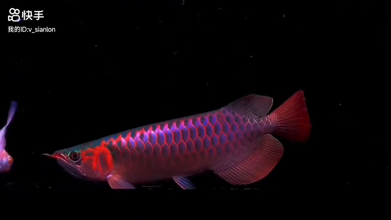 三條紅龍魚(yú)視頻都在40多公分：三條紅龍魚(yú)視頻 三條紅龍魚(yú)視頻都在40多公分：三條紅龍魚(yú)視頻 混養(yǎng)魚(yú)（配魚(yú)）